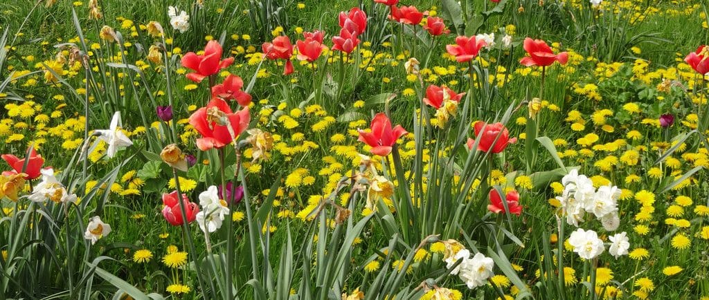 Prendre soin de son jardin au printemps