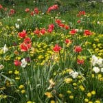 Prendre soin de son jardin au printemps